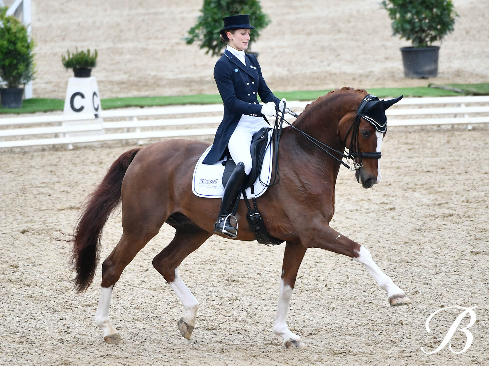 Beatrice Buchwald Bates Saddles